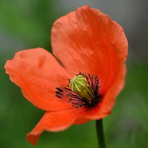 Mohnblume