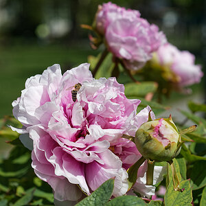 DSC_3063_DxO.jpg