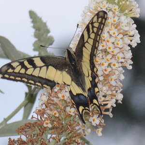 CSC_0429.JPG