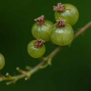 Johannisbeeren grün.jpg