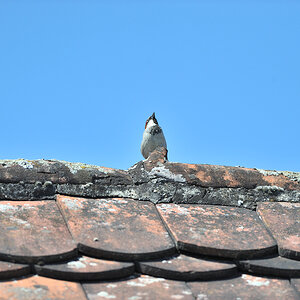 DSC_10877.jpg