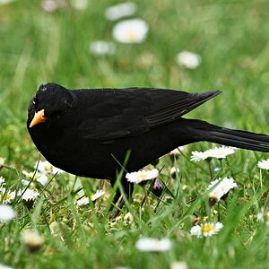 Amselmännchen auf Futtersuche I.jpg