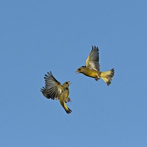 Grünfinken (M.) beim Luftkampf.jpg