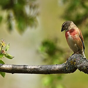 Bluthänfling (M.) beobachtet W. bei der Futtersuche.jpg