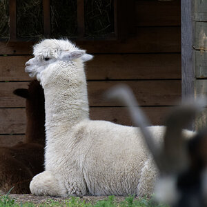 Z50_1123_DxO.jpg