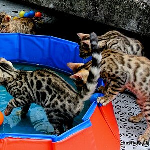 Swimmingpool for cats