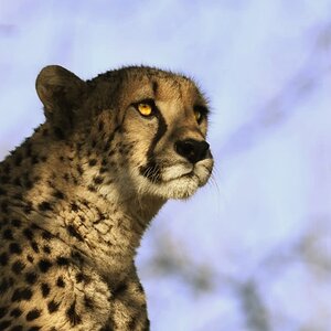 Gepard