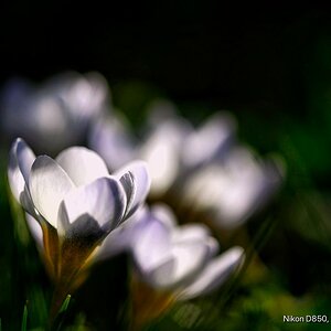 Frühling