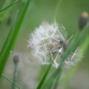 Wiesenbocksbart