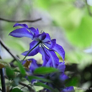 Clematis