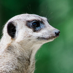 Erdmaennchen_300mm_4.5.jpg