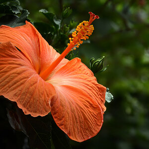 hibiskus_1200.jpg