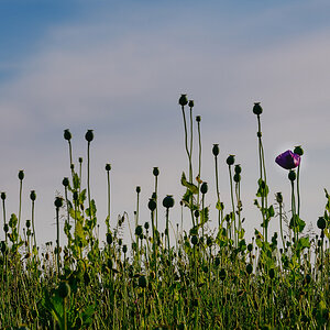 Z7H_0255.jpg