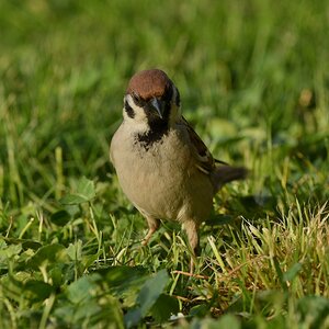 Feldsperling (M.) auf Futtersuche V.jpg