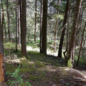 Mitten im Wald