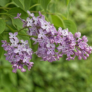 _DSC7578NF.jpg