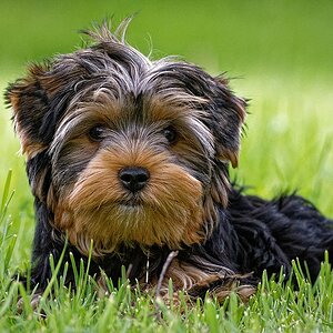 Peanut