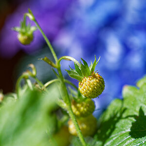 DSC_4393_DxO.jpg