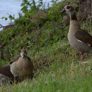 Nilgänse_00001DSC_0038.jpg