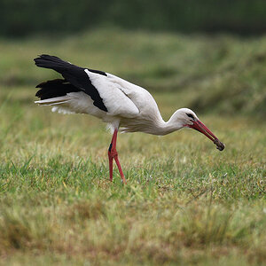 811_5794atp20fks70p1.jpg