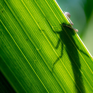 Shadow of the Beast