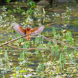 Eisvogel Landung.jpg