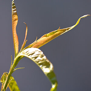 DSC_10373.jpg