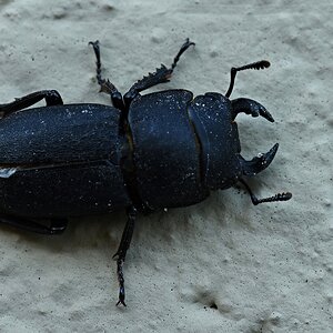 Hirchkäfer (W.).jpg