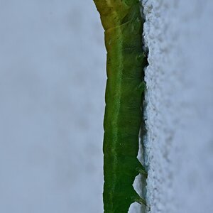 Schmetterlingsraupe (Achateule) klebt an Hauswand