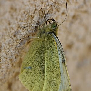 Schmetterling