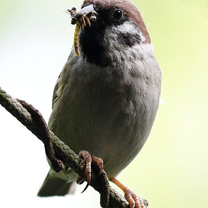 spatz2ff.jpg
