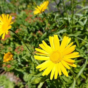 Ochsenauge (Buphthalmum salicifolium)