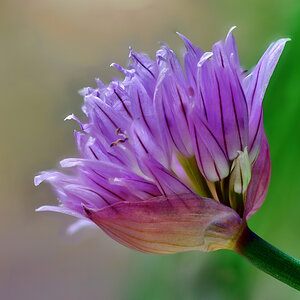 schnittlauch_blüte_1200.jpg
