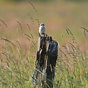 811_5921at5l10fks70sp50p1.jpg