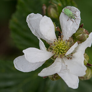 Brombeerblüte.jpg