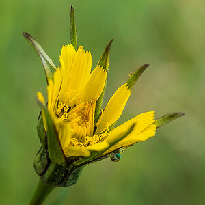 unbekannte Blume.jpg
