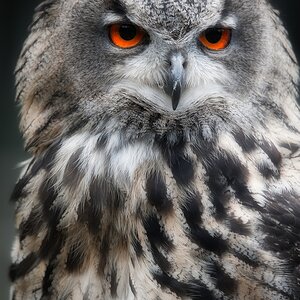 Uhu-Portrait.jpg