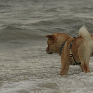 ein-hundeblog-DSC_4747.jpg