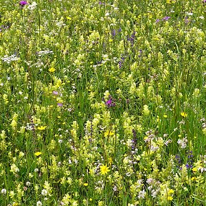 Blühende Wiese