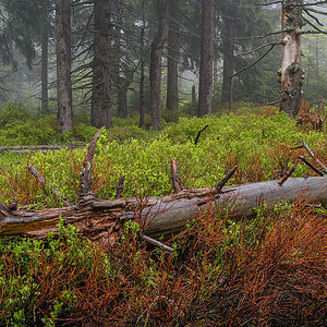 D81_2770_74.jpg
