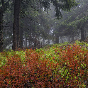 D81_2787_1.jpg