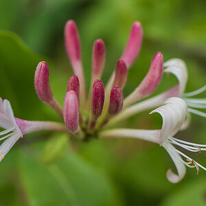 Clematisblüte.jpg
