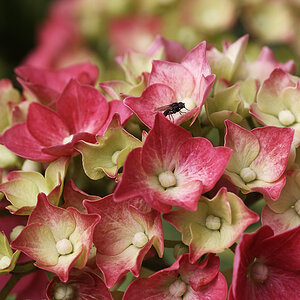 Blüten 149.jpg