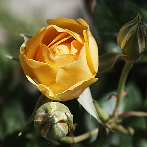 1.Bezirk Blumen DSC_5141 14.jpg