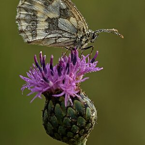 Schachbrettfalter (W.) auf Flockenblume II.jpg