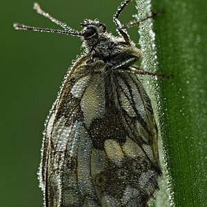 Schachbrettfalter (W.) schläft auf Schilfhalm.jpg
