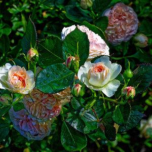 NZ6_5301_DxO.jpg