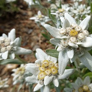Edelweiss
