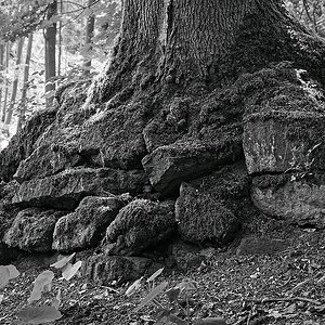 Baumfundament