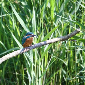 02_Eisvogel mit Beute.jpg